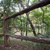 Log Fence