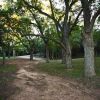 Native Pecan Grove 03