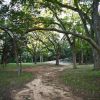 Native Pecan Grove 04