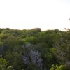 Treetop Vista From Canyon Summit 01